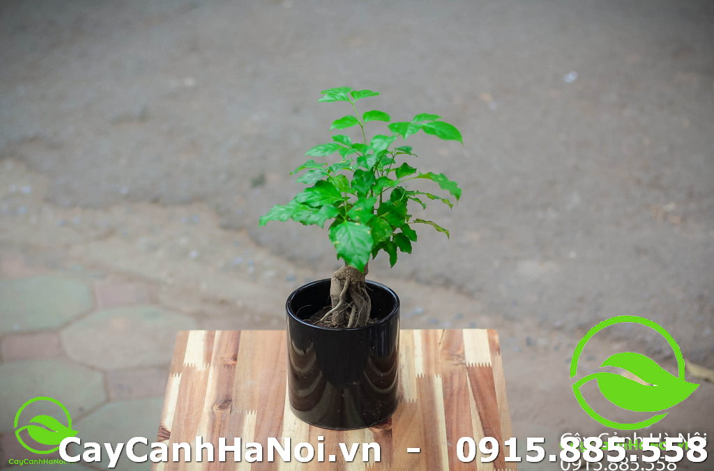 Cây hạnh phúc dễ chăm sóc